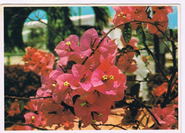 Postcard Florida Pink &amp; Orange Bougainvillea - £2.34 GBP