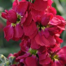 New Fresh Seeds Stock Seed Crimson Stock Flower Seeds 2000 Seeds - $19.98