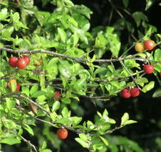 living tree 12”-18” Acerola (Malpighia emarginata)  - $79.98