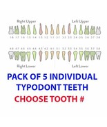 IVORINE TEETH 5 PACK FITS TYPODONT 200 AND ALSO FITS KILGORE NISSIN 200 - £5.88 GBP