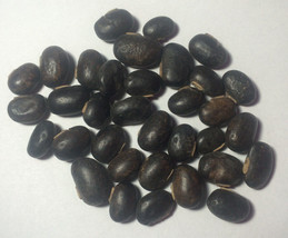 1 Lb. Raw Mucuna Pruriens Seeds Velvet Bean Wildharvested India - £72.10 GBP