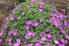 US Seller Hardy Pink Geranium Perennial Sanguineum 10 Seeds New Fresh Seeds - £9.80 GBP