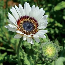 50 Venidium Monarch Of Veldt Cape Daisy Orange &amp; White Seeds Mix Annual Flower - £14.12 GBP