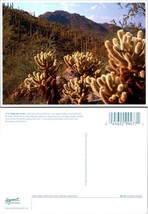 Teddy Bear Cholla Desert Mountains Cactus  VTG Postcard - £7.49 GBP