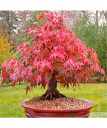 20 Seeds Japanese Red Maple Tree Bonsai Rare plant for home garden - $7.91 CAD