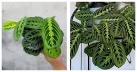 Live Plant Lemon Lime Maranta Starter Plant - $26.99