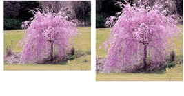 Weeping Purple Cherry Tree 5 Seeds Flowering Japanese Flower Ornamental Seed - £16.77 GBP