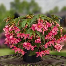 15 Pelleted Seed Funky Pink Begonia Seeds - £23.92 GBP