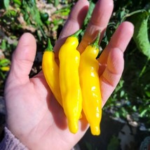 Item image 1 image 1