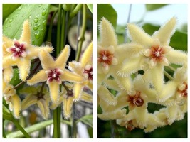 100 Seeds Hoya buotii sunrise Garden - $68.93