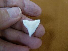 s930-96-30 Modern BULL SHARK upper 3/4" t**th wired pendant necklace sharks - $10.99