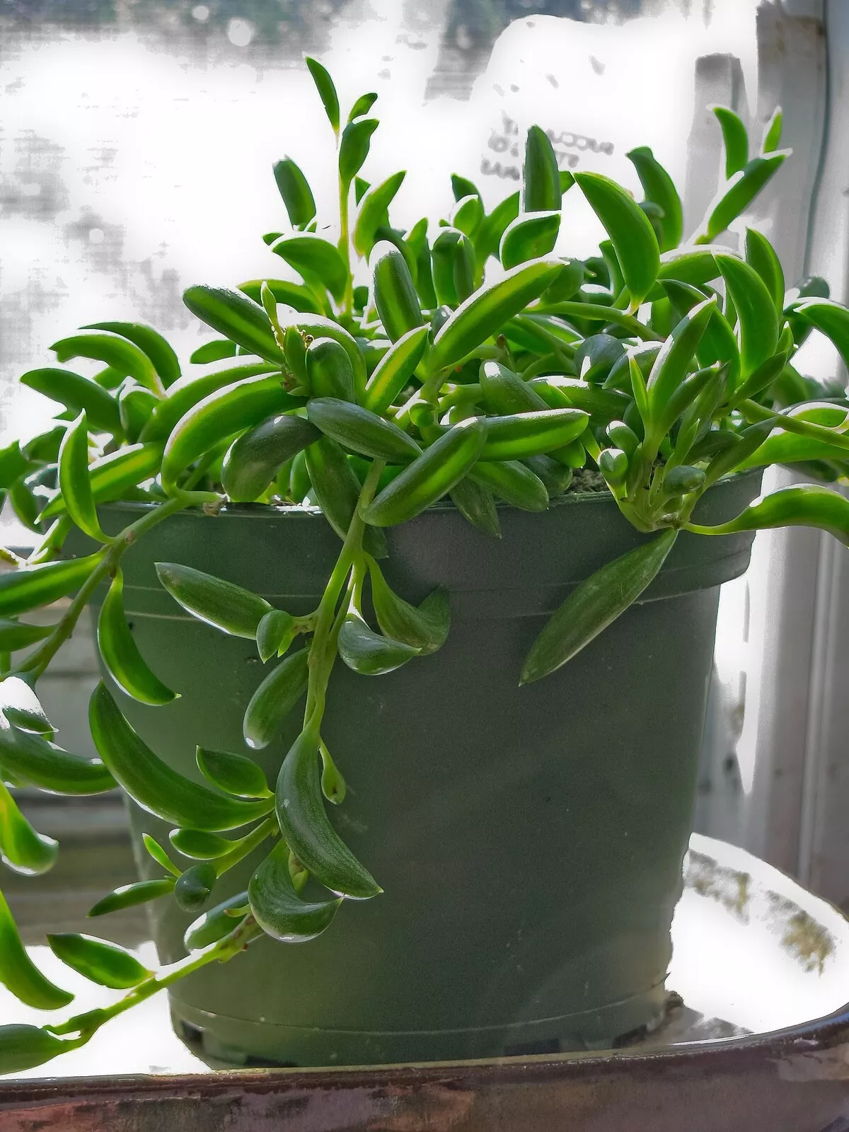 4 cuttings each String of Bananas hanging succulent 4-6&quot; long Senecio - $21.98