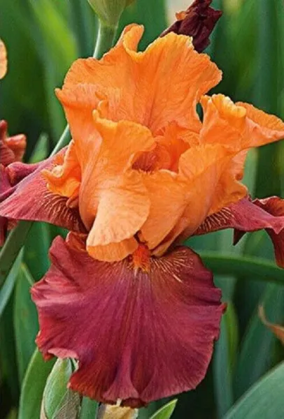 25 Authentic Seeds Iris Flower Orange Red Garden Plants Fresh Garden - £9.39 GBP