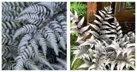 Silver Metallic Japanese Fern Plant Starter Low Light House Plants - £22.64 GBP