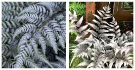 Silver Metallic Japanese Fern Plant Starter Low Light House Plants - £22.67 GBP