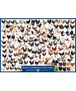 Miniature Fowl Bantam Chicken Colour Poster A2 59cm x 42cm Art Print BLP... - $9.03