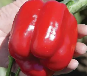 25 Seeds Red Bell Peppers Sweet Vegetables Healthy Planting Fresh - £8.12 GBP