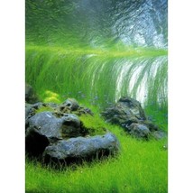 Aquarium Plants Giant Hairgrass Eleocharis Vivipara Bunch - £15.73 GBP