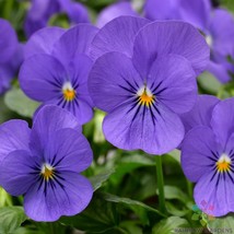 200 Penny Blue Pansy Viola Seeds Non-GMO, Heirloom, Fast Shipping - $8.96