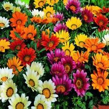 Mixed 6 Colors of Gorgeous Gazania Rigens 100 seeds - £14.43 GBP