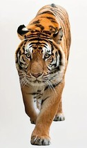Realistic Tiger 3D Wall Decal 22.83&quot; x 9.05&quot; NEW! - £7.73 GBP