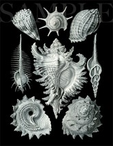 8.5X11 Sea Shell Drawing 1904 Artwork Picture New Fine Art Print Old Bla... - $12.16
