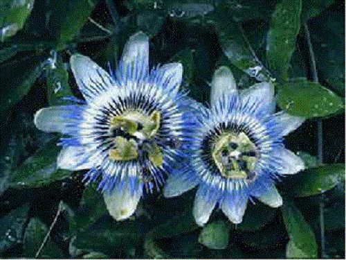 Primary image for 10+ Passiflora Caerulea Blue Passion Flower Seeds