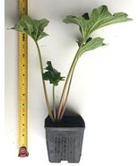 Bear’s Breeches Acanthus mollis- Potted Plants- large dark green foliage... - $44.33 CAD+