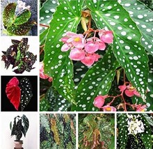 100 Mixed Begonia Flowers Seeds - $7.80