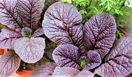 Semilir Red Giant Mustard Seeds 300 Seeds Non-Gmo Fast Grow From US - £5.84 GBP