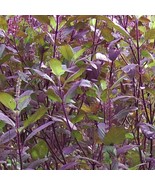 Red Leaf Holy Basil Seeds Non GMO Tulsi Monk&#39;S Basil Ayurveda Fast Grow - $14.63 CAD