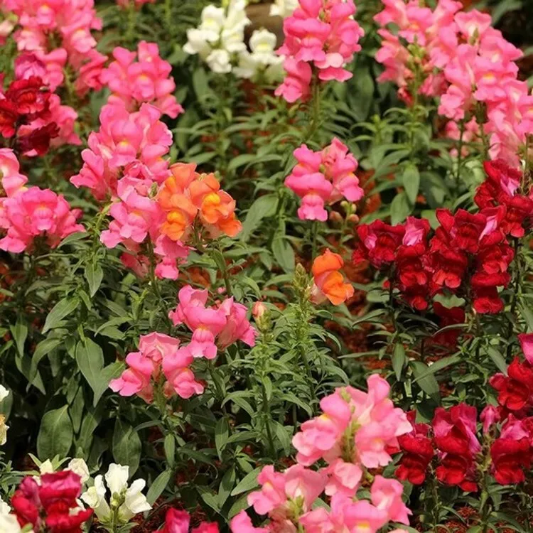 Primary image for 350 Mg Seeds Snapdragon Carpet Magic Blend Dwarf Variety In Cheery Shades Of Red