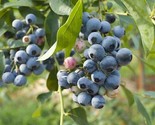 1 Elliott Northern Highbush Blueberry - 2 Year Old Plants - Quart Size  ... - $26.55