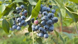 1 Elliott Northern Highbush Blueberry - 2 Year Old Plants - Quart Size  ... - $26.55