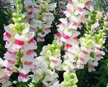 Bogo 1/2 Off Snapdragon Apple Blossom Bouquet Flower Seed Nongmo Fresh H... - £7.20 GBP