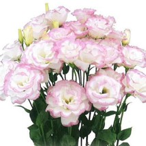 Floral Lisianthus Seeds Megalo Pink Picotee 25 Pelleted Seeds Cut Flower Seeds F - $14.67