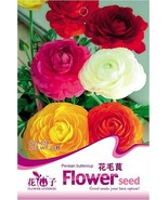 20 Seeds Ranunculus Seed Ranunculus Asiaticus Flowers Seeds Hot Plant #A... - $138.09 MXN