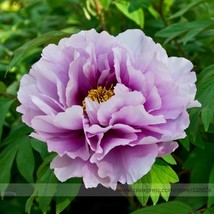 New Fresh Pivoine Japanese Peony Flower Seeds 1 Pack 5 Seeds / Pack Light Purple - £4.42 GBP