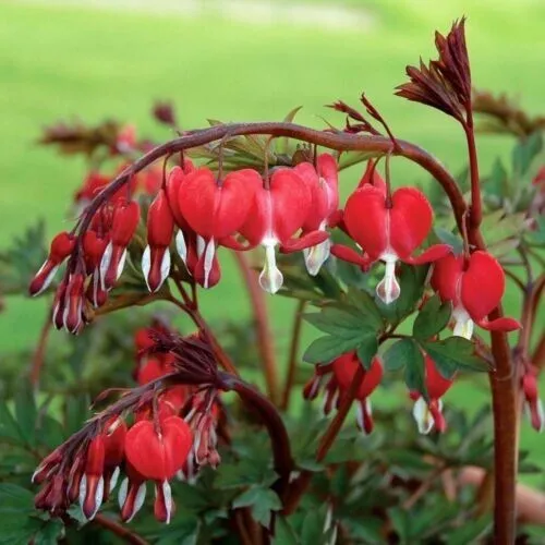 25 Red Bleeding Heart Seeds Flowers Bloom Shade Flower Garden - £8.77 GBP