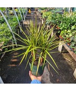 Dracaena Kiwi Cane | 6in pot | Dracaena marginata | Dracaena Bicolor Can... - $32.95 CAD