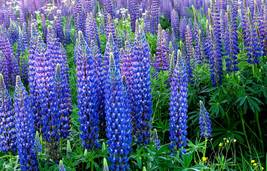 Lupine Wildflower Flower 83 Seedsgarden Beautiful USA Seller - £6.14 GBP