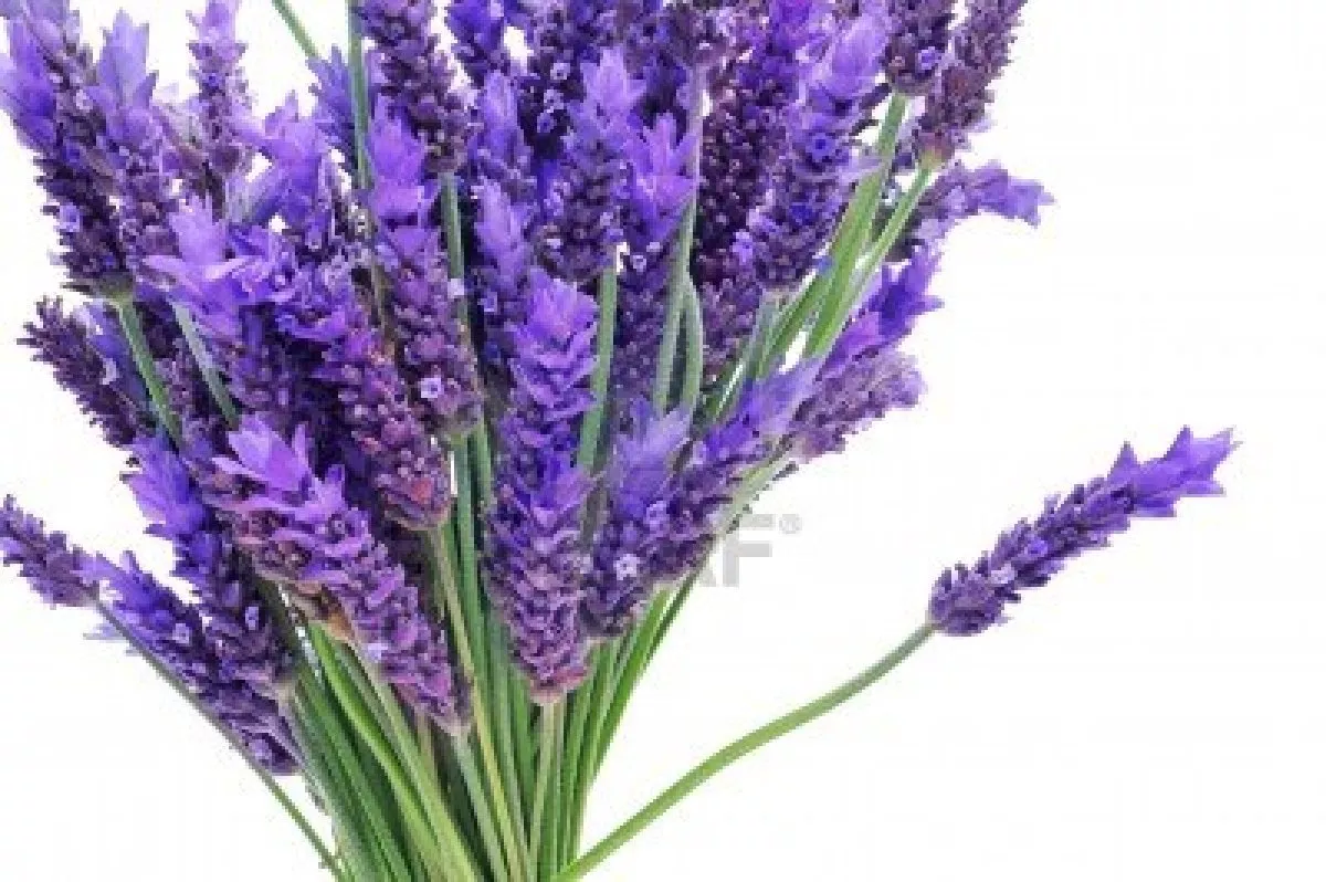 60 Seeds Lavender Lavandula Munstead English Primed Fragrant Flower - $9.85