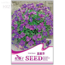 New Fresh Adaptable Violet Queen Flower Seeds Package 40 Seeds Indoor Po... - $5.73