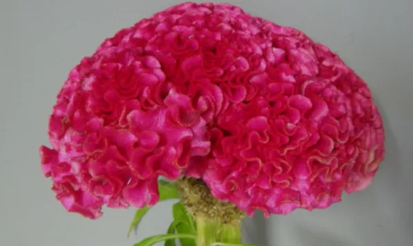 USA Seller FreshDark Pink Huge Brain Celosia 50 Seeds 24 Ft Tall Old Amish Plant - $13.98