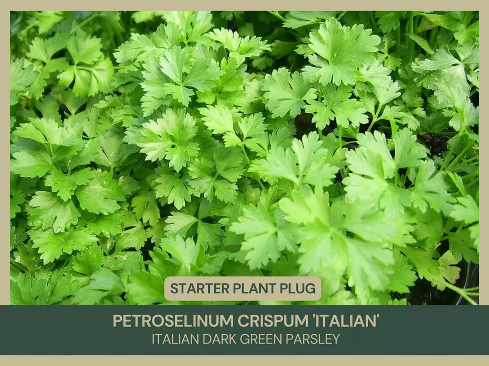 3 Petroselinum crispum &#39;Italian&#39; or Italian Dark Green Parsley Starter P... - £29.74 GBP