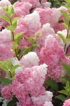 40 Seeds Champagne Hydrangea Fresh Pink Flowers - $14.97