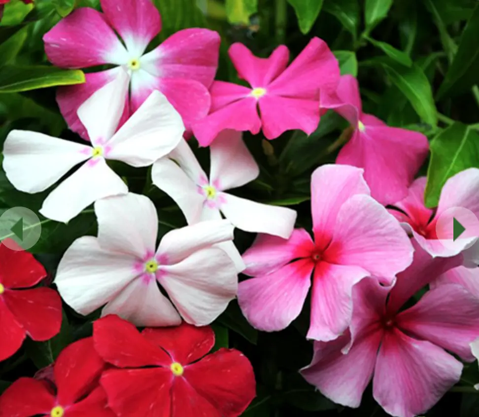 Organic Flower Seeds Periwinkle &#39;&#39;Pink MIX&#39;&#39; (Vinca Rosea) Indoor. from Ukraine. - £11.71 GBP