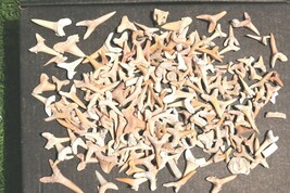 Mixed Shark Teeth Fossils – Authentic Ocean Treasures from Prehistoric S... - €29,84 EUR