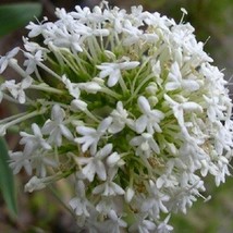 40 Seeds White Jupiter&#39;s Beard Flower Perennial - $17.64