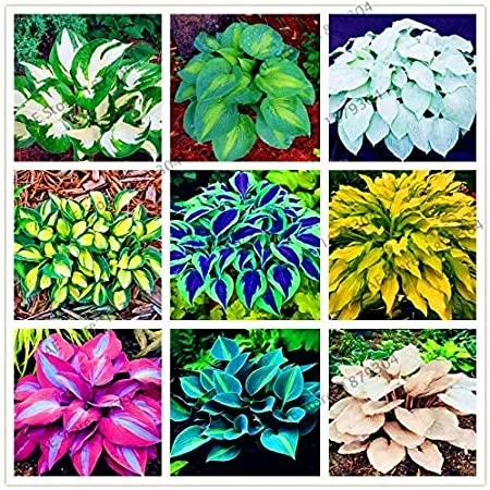 100 pcs Coloful Hosta Plants Perennials Lily Flower Full Shade Hosta Flower - $2.25